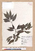 Cyclobalanopsis stenophylloides (Hayata) Kudo & Masamune ex Kudo 狹葉櫟