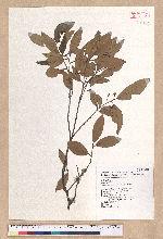 Litsea morrisonensis Hayata 玉山木薑子