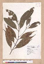 Cinnamomum austrosinense H. T. Chang 牡丹葉桂皮