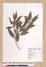Cinnamomum osmophloeum Kanehira 土肉桂
