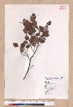 Lindera akoensis Hayata 內冬子