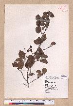 Lindera akoensis Hayata 內冬子