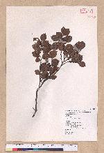 Lindera akoensis Hayata 內冬子