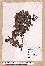 Lindera akoensis Hayata 內冬子