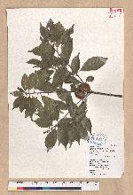 Pasania konishii (Hayata) Schottky 油葉石櫟