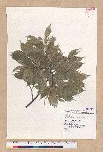 Pasania konishii (Hayata) Schottky 油葉石櫟