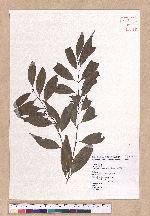 Cinnamomum osmophloeum Kanehira 土肉桂