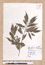 Cinnamomum osmophloeum Kanehira 土肉桂