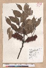 Pasania synbalanos (Hance) Schottky 菱果石櫟
