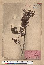 Keteleeria davidiana (Franchet) Beissner 臺灣油杉