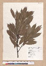 Cyclobalanopsis sessilifolia (Blume) Schottky 毽子櫟