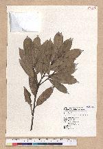 Cyclobalanopsis sessilifolia (Blume) Schottky 毽子櫟