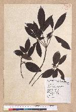 Litsea elongata (Wall. ex Nees) Benth. et Hook. f. var. mushaensis (Hayata) J. C. Liao 霧社木薑子