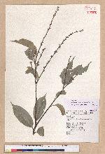 Castanopsis kusanoi Hayata 細刺苦櫧