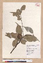 Castanopsis carlesii (Hemsl.) Hayata var. sessilis Nakai 鋸葉長尾栲