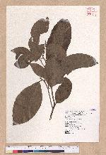 Litsea akoensis Hayata 屏東木薑子