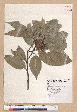 Castanopsis carlesii (Hemsl.) Hayata var. sessilis Nakai 鋸葉長尾栲