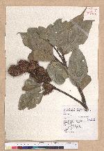 Castanopsis carlesii (Hemsl.) Hayata var. sessilis Nakai 鋸葉長尾栲