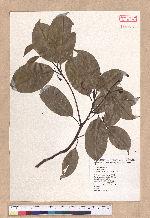 Cinnamomum kanehirai Hayata 牛樟
