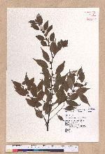 Lindera aggregata (Sims) Kosterm. 天臺烏藥