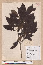 Litsea elongata (Wall. ex Nees) Benth. et Hook. f. var. mushaensis (Hayata) J. C. Liao 霧社木薑子