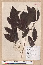 Litsea elongata (Wall. ex Nees) Benth. et Hook. f. var. mushaensis (Hayata) J. C. Liao 霧社木薑子