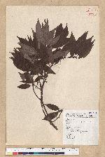Neolitsea acuminatissima (Hayata) Kanehira et Sasaki 高山新木薑子