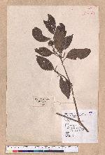 Beilschmiedia erythrophloia Hayata 瓊楠