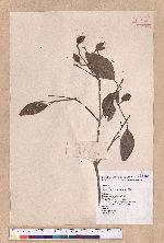 Beilschmiedia erythrophloia Hayata 瓊楠