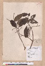 Beilschmiedia erythrophloia Hayata 瓊楠