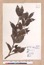Beilschmiedia erythrophloia Hayata 瓊楠