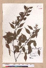 Lindera aggregata (Sims) Kosterm. 天臺烏藥