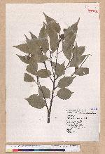 Castanopsis carlesii (Hemsl.) Hayata 長尾栲