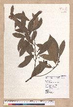 Litsea morrisonensis Hayata 玉山木薑子