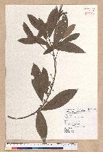 Litsea morrisonensis Hayata 玉山木薑子