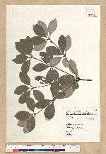 Neolitsea buisanensis Yamamoto & Kamikoti 武威山新木薑子