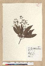 Machilus zuihoensis Hayata 香楠