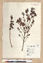 Picea morrisonicola Hayata 臺灣雲杉