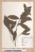 Litsea morrisonensis Hayata 玉山木薑子