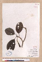 Dehaasia triandra Merr. 腰果楠