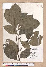Litsea akoensis Hayata 屏東木薑子
