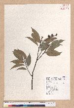 Castanopsis carlesii (Hemsl.) Hayata var. sessilis Nakai 鋸葉長尾栲