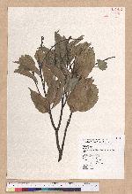 Castanopsis carlesii (Hemsl.) Hayata var. sessilis Nakai 鋸葉長尾栲