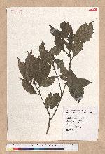 Pasania konishii (Hayata) Schottky 油葉石櫟