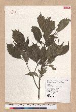 Pasania konishii (Hayata) Schottky 油葉石櫟