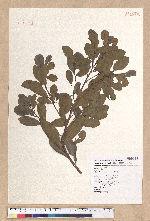 Litsea hypophaea Hayata 小梗木薑子(黃肉樹)