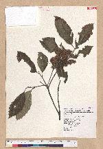 Castanopsis formosana (Skan) Hayata 臺灣栲