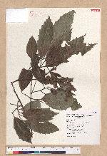 Castanopsis formosana (Skan) Hayata 臺灣栲