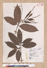 Quercus acutissima Garruth. 麻櫟