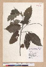 Castanopsis formosana (Skan) Hayata 臺灣栲